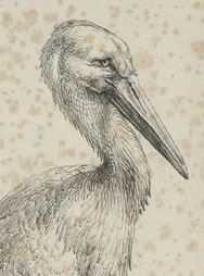 A. DÜRER, La Cigogne-De ooievaar, 1500-1505